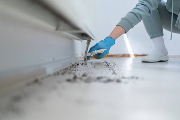 Best Residential Pest Control  in Blue Point, NY